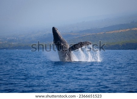 Humpback whale breaching, Kona, Hawaii
