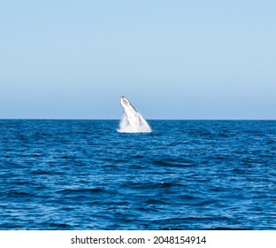 A Humpback Whale breaching near Cape Point in False Bay, South Africa