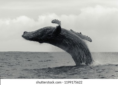 Humpback whale breaching off the coast of Langebaan, South Africa.