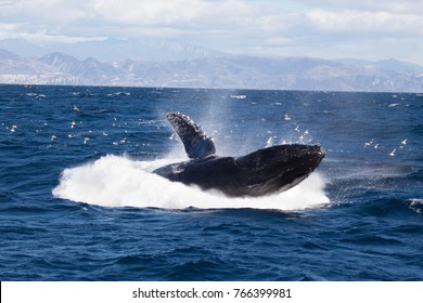 Humpback Whale Breaching Off The Coast Of Santa Barbara, California, USA.