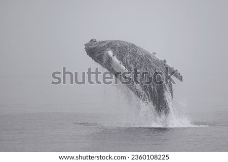 Humpback Whale breaching off the Monterey Coast, California