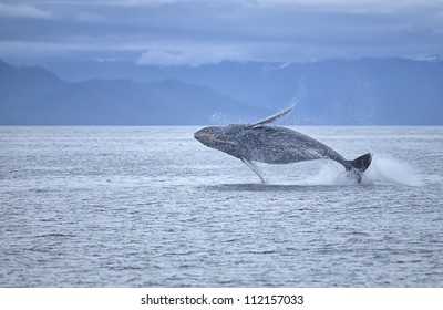 Humpback Whale Breaching Offshore SW Alaska