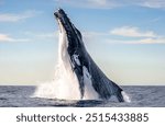 Humpback whale breaching on pacific ocean background in cabo san lucas mexico