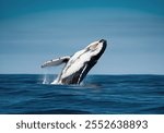 humpback whale breaching on pacific ocean background