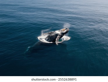 humpback whale breaching on pacific ocean background