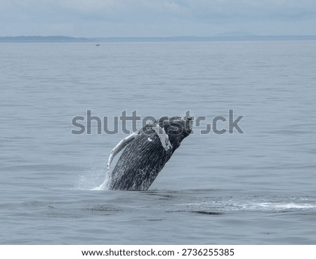 A humpback whale breaching on the surface, spinning and arching backwards