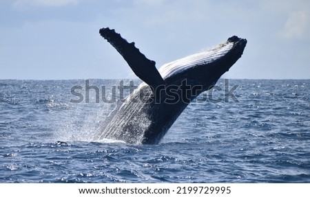 Humpback whale breaching out of the ocean
