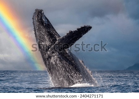 An humpback whale breaching in pacific ocean cabo san lucas mexico on a rainbow sky background
