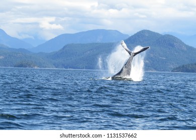 209 Quadra island Images, Stock Photos & Vectors | Shutterstock