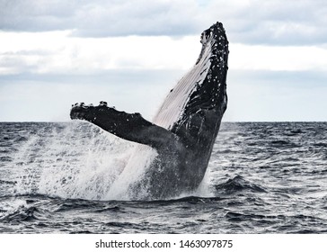 Humpback Whale Breaching In Tonga