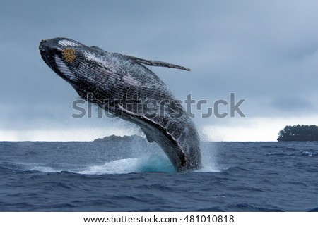 Humpback Whale breaching in Tonga waters