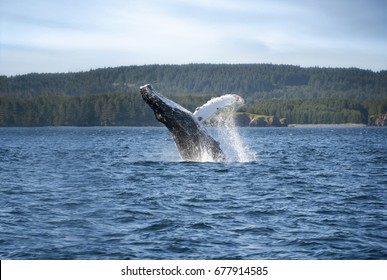 Humpback Whale Breaching Water In Kodiak Alaska