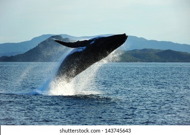 Humpback Whale Breaching, Whitsundays,Australia