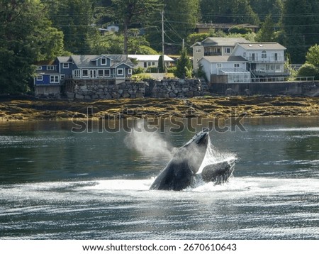 Humpback whale bubble net feeds in Ketchikan, Alaska