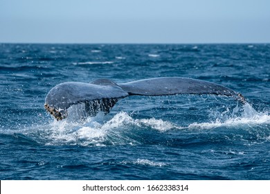 Humpback Whale In Cabo San Lucas Baja California Sur Mexico