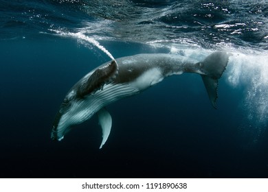 Humpback Whale Calf Stock Photo 1191890638 | Shutterstock