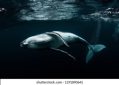 Humpback Whale Calf