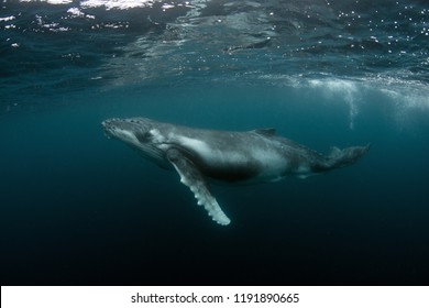 Humpback Whale Calf