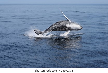 Humpback Whale Calf Breaching In Cape Cod, MA.