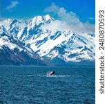 Humpback whale calf breaching while its mother does a pec flap with its fin, Kenai Fjords National Park, Seward, Alaska, USA