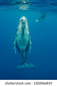 Humpback Whale Calf And Diver, Pacific Ocean, Vava'u, Tonga.