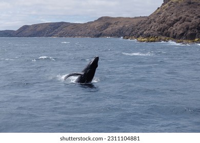 Humpback whale calf, Newfoundland, May 2023