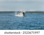 Humpback whale calf slapping the water with its tail in the pacific ocean of Panama at Isla Iguana.
