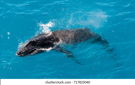 Humpback Whale Calf Surfacing, Kimberley Coast, Australia