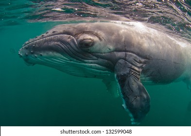 A humpback whale calf swims in the Indian Ocean