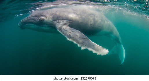 A Humpback Whale Calf Swims In The Indian Ocean