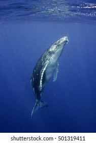 Humpback Whale Calf, Underwater View, Vava'u, Tonga.