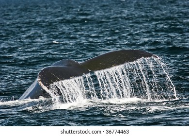 Humpback Whale In Cape Cod Bay