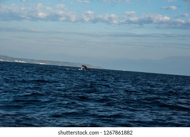 Humpback Whale Cavorting In Bucerias Bay Near The Marieta Islands Near Punta De Mita, Nayarit, Mexico