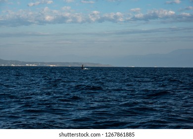 Humpback Whale Cavorting In Bucerias Bay Near The Marieta Islands Near Punta De Mita, Nayarit, Mexico