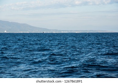 Humpback Whale Cavorting In Bucerias Bay Near The Marieta Islands Near Punta De Mita, Nayarit, Mexico