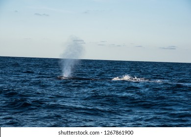 Humpback Whale Cavorting In Bucerias Bay Near The Marieta Islands Near Punta De Mita, Nayarit, Mexico