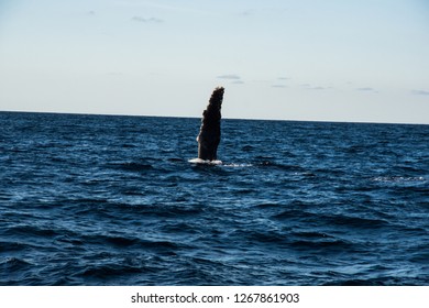 Humpback Whale Cavorting In Bucerias Bay Near The Marieta Islands Near Punta De Mita, Nayarit, Mexico