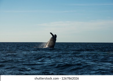 Humpback Whale Cavorting In Bucerias Bay Near The Marieta Islands Near Punta De Mita, Nayarit, Mexico