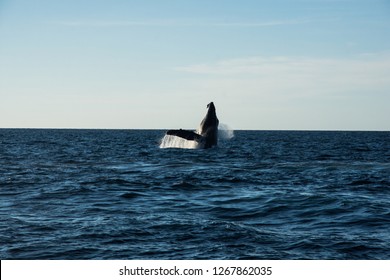 Humpback Whale Cavorting In Bucerias Bay Near The Marieta Islands Near Punta De Mita, Nayarit, Mexico