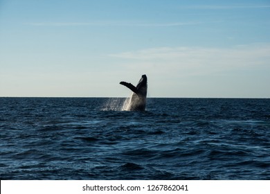 Humpback Whale Cavorting In Bucerias Bay Near The Marieta Islands Near Punta De Mita, Nayarit, Mexico