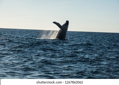 Humpback Whale Cavorting In Bucerias Bay Near The Marieta Islands Near Punta De Mita, Nayarit, Mexico