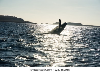 Humpback Whale Cavorting In Bucerias Bay Near The Marieta Islands Near Punta De Mita, Nayarit, Mexico