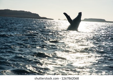 Humpback Whale Cavorting In Bucerias Bay Near The Marieta Islands Near Punta De Mita, Nayarit, Mexico