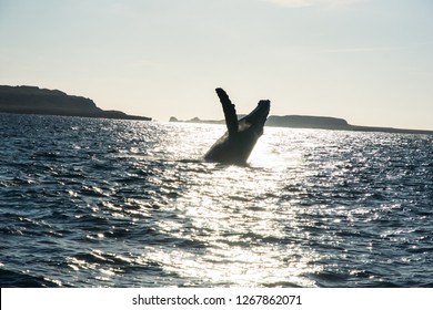 Humpback Whale Cavorting In Bucerias Bay Near The Marieta Islands Near Punta De Mita, Nayarit, Mexico