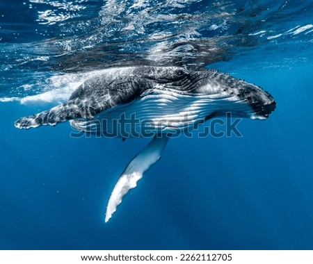 Humpback Whale up close in French Polynesia