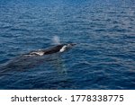 Humpback Whale comes up for air and expels from blowhole 