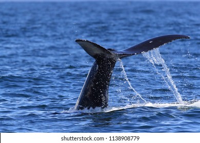 A Humpback Whale Dives Near Vancouver Island