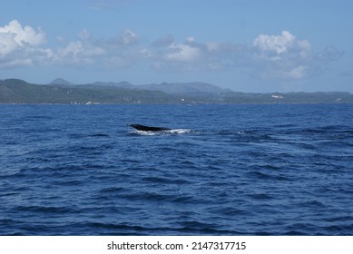 Humpback Whale Diving Deep In Samana Bay Dominican Republic