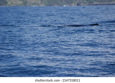 Humpback Whale Diving Deep In Samana Bay Dominican Republic