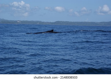 Humpback Whale Diving Into The Depths Of Samana Bay Off The Coast Of The Dominican Republic